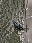 Black and White Warbler 2713